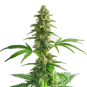 Planta de cannabis Yumbolt Auto en floración, estructura central compacta y cogollos resinosos.