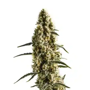 Cogollo de cannabis Yumbolt Banana compacto y resinoso, con alta densidad floral.