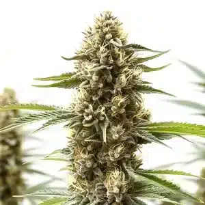 Cogollo de cannabis Z OG x GG Auto con alta cobertura de resina.