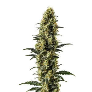 Planta de cannabis Z OG Auto en floración, cogollo central alargado y resinoso.