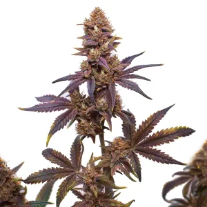 Planta de cannabis Z OG x Purple Punch Auto F1 en floración, hojas púrpura y cogollos compactos.