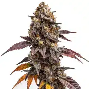 Cogollo de cannabis Z OG Kush con estructura compacta.