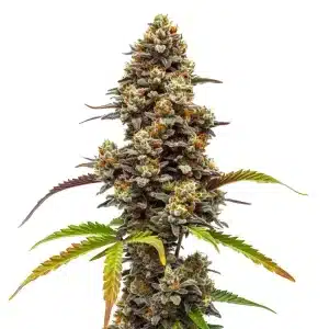 Planta de cannabis Z OG x Bruce Banner Regular en floración, cogollo central denso.
