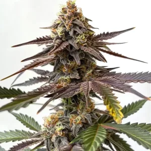 Planta de cannabis Z OG x Grapefruit Bubblegum en floración y cogollos resinosos.