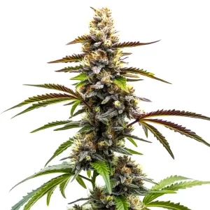 Planta de cannabis Z OG x Tangie Power en floración, cogollo central denso y resinoso.