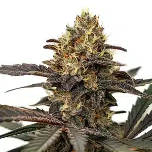 Cogollo de cannabis Zlushie compacto y resinoso.