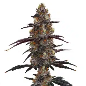 Zruntz con cola central alargada y cogollos densos.