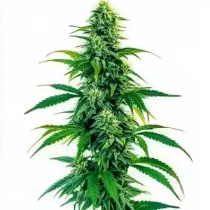 Acapulco Gold Auto: Cogollo dorado y aromático.
