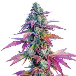 Planta de African x Princess 88 con cogollos y abundante recubrimiento de tricomas.