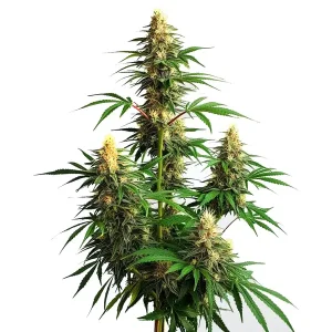 Planta de Amnesia Haze Auto con cogollos resinosos.
