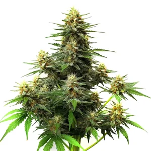 Cogollo de Amnesia Haze Autoflower F1 cubierto de tricomas.
