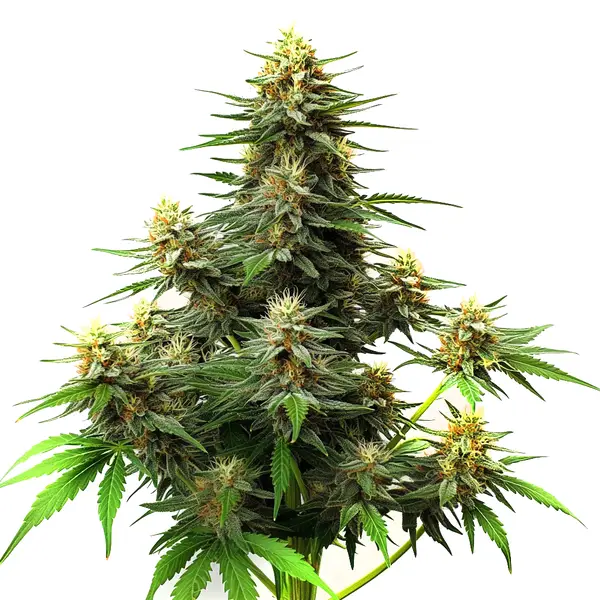 Amnesia Haze Autoflower F1