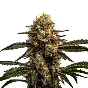 Cogollo de Apple Fritter con tonos verdes y morados cubierto de tricomas resinosos.
