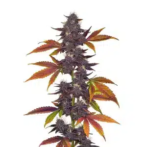 Planta de Auto Purple CBD con cogollos morados.