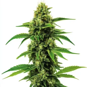 Cogollo de Banana Zkittlez con tonos verdes y cubierto de resina brillante.