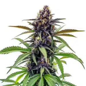 Cogollo de Black Cherry Soda con tonos morados y cubierto de tricomas brillantes.