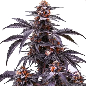 Cogollo de Black Jack Auto abundante resina brillante.