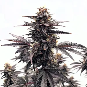Planta de Black Runtz con cogollos oscuros cubiertos de resina, típica de su genética exótica.