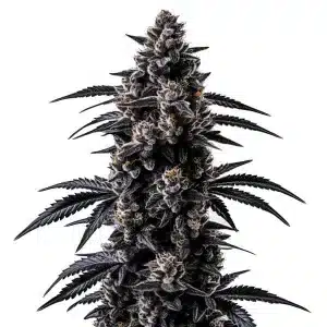 Cogollo de Black Sugar con abundante capa de tricomas.