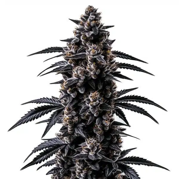 Black Sugar