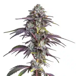 Blackberry Moonrocks: Cogollo púrpura y dulce.