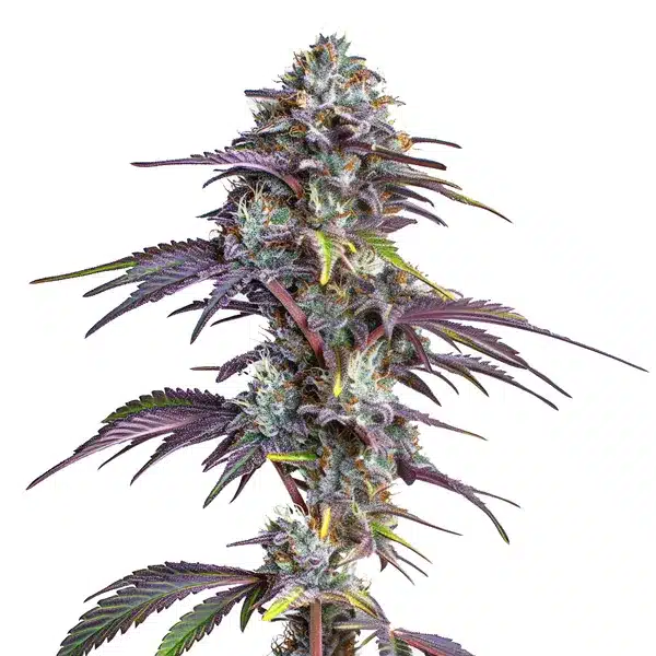 Blackberry Moonrocks