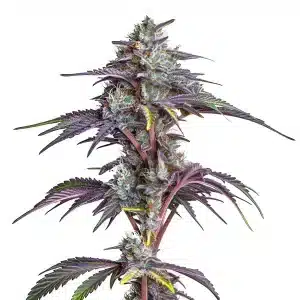 Cogollo de Blackberry Moonstones con hojas verdes cubiertas de resina.