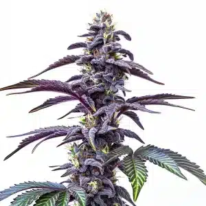 Cogollo de Blackberry Moonstones Auto con hojas verdes cubiertas de tricomas brillantes.