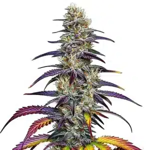 Planta de Blue Dream variedad híbrida con cogollos resinosos.