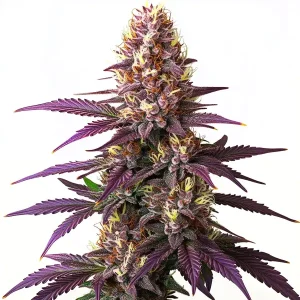 Cogollo de Blueberry cubierto de abundantes tricomas.