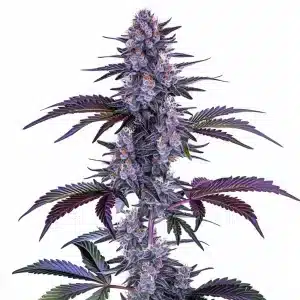Planta de Blueberry Auto con cogollos morados y cubiertos de tricomas.