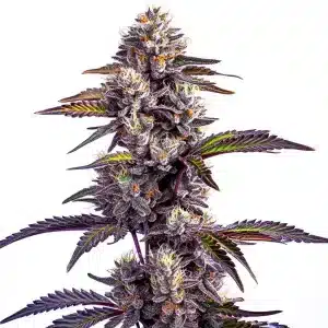 Cogollo de Blackberry Moonrocks Auto con abundante resina brillante.