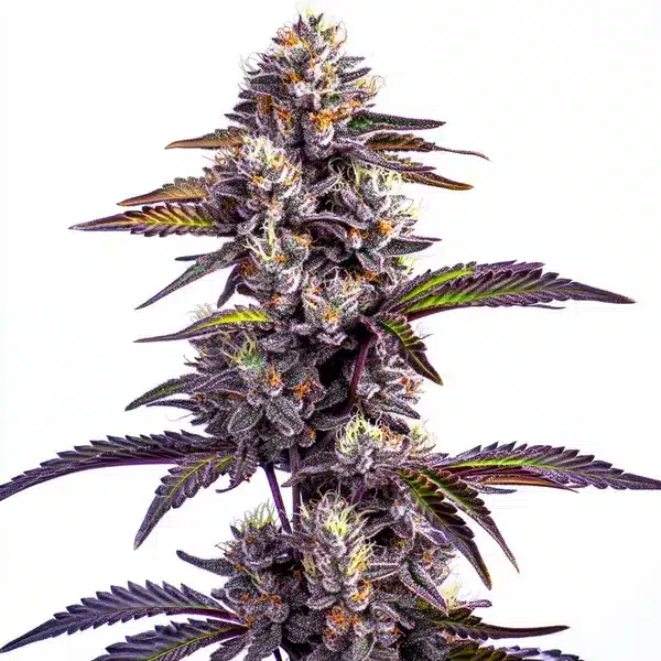 Blackberry Moonrocks Auto