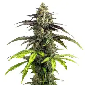 Cogollo de Bruce Banner 2.0 cubierto de resina, genética potente y productiva.