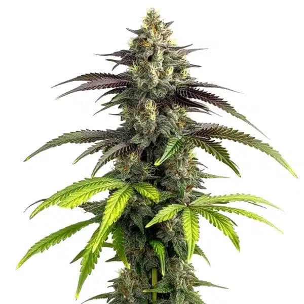 Bruce Banner 2.0