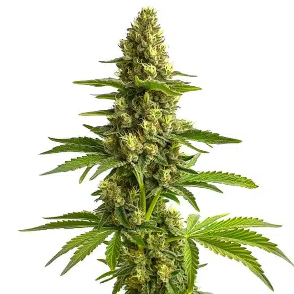 Bruce Banner #3