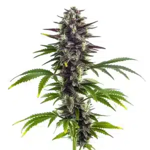 Cogollo de Bubba Platinum con resina densa, genética potente y aromática de gran calidad.
