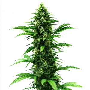 Planta de cannabis C Banana con cogollos densos, hojas verdes alargadas y estructura alta.