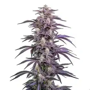 Candyland Peyote: Cogollo púrpura y dulce.