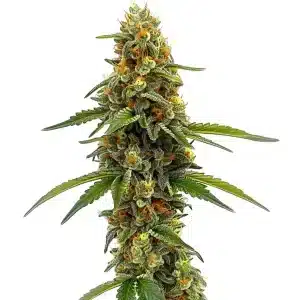 Planta de ACDC (1:18): cultivos ricos en CBD.