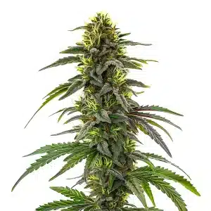 Planta de cannabis CBD Cafe Racer con cogollos oscuros y resinosos.