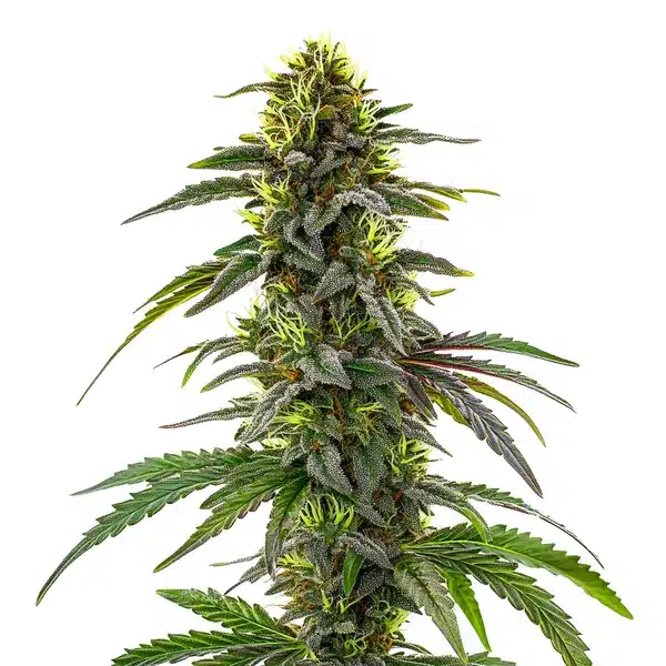CBD Cafe Racer
