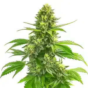 Super Lemon Haze CBD 1:1 con cogollos alargados, abundante resina y flores en floración avanzada.