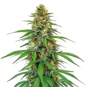 Planta de cannabis CBD Tangie (1:15) con cogollos resinosos y alto contenido en CBD.