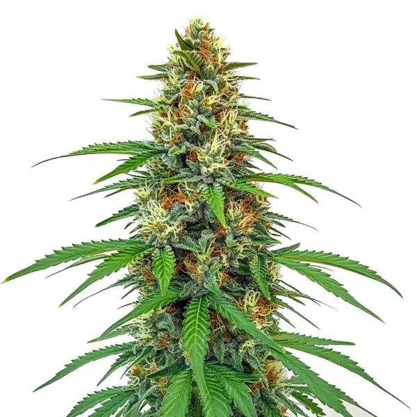 CBD Tangie (1:15)