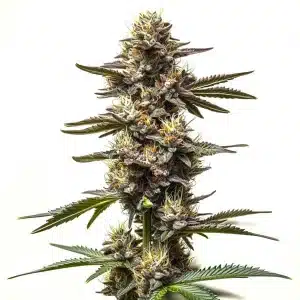 Cogollo de cannabis Cereal Milk con tonos verdes y púrpura, tricomas abundantes y hojas alargadas.