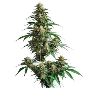 Planta de cannabis CheeseCake Auto con múltiples cogollos resinosos.