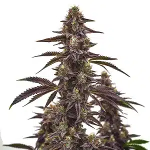 Cogollo de cannabis Cherry Pie Auto con tonos púrpura, tricomas visibles y hojas verdes.