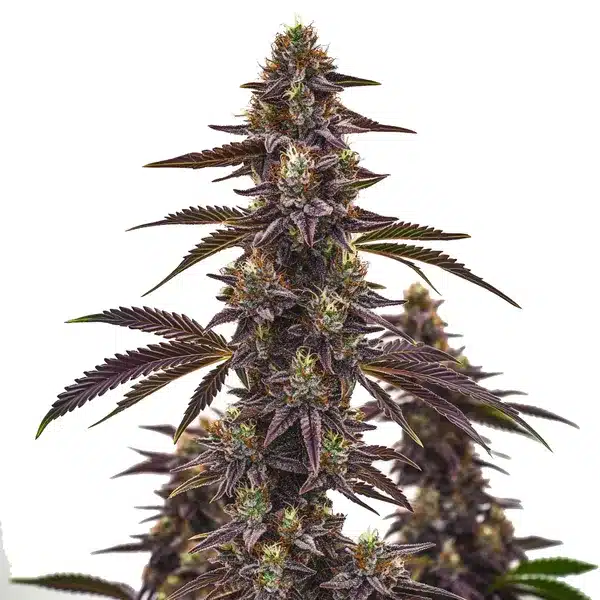 Cherry Pie Auto