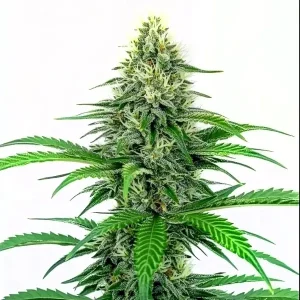 Planta Critical Fast Version con cogollo central alargado y tricomas abundantes.